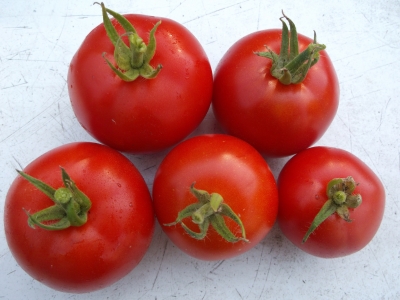 Tomate Ailsa Craig alte Sorte Samen