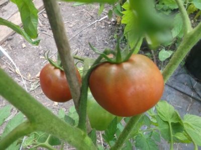 Tomate Nyagous Samen