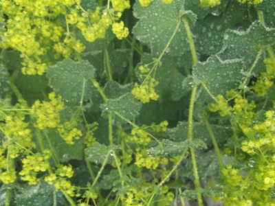 Frauenmantel Alchemilla xanthochlora Samen