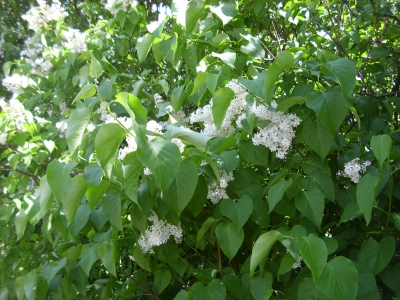 Flieder Weißer Syringia vulgaris Pflanze