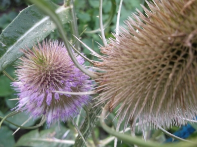 Weberkarde Kardendistel Dipsacus sativus Pflanze