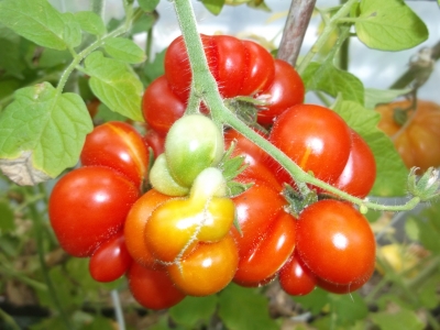 Tomate Reisetomate Samen