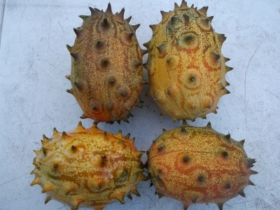 Riesenkiwano aus der Ukraine Samen