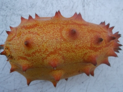 Riesenkiwano aus der Ukraine Samen