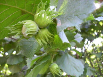 Haselnuss Corylus avellana Pflanze