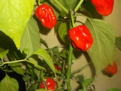 Chili 7 Pot SR-Strain Capsicum chinense Samen