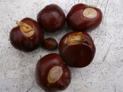 Esskastanie(Castanea sativa) Samen