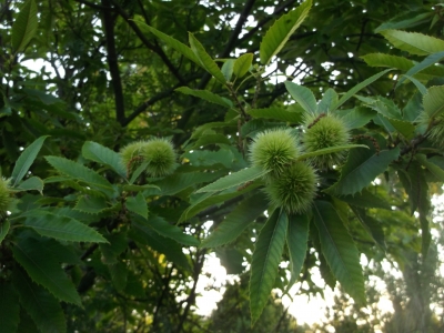 Esskastanie(Castanea sativa) Samen