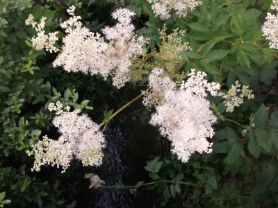 Echtes Mädesüß Filipendula ulmaria Samen