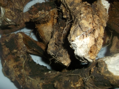 Meerrettich Armoracia rusticana Fechser