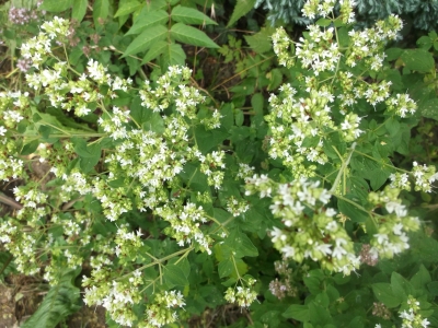 Weißer Dost Origanum vulgare 'Album' Samen
