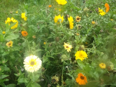 Ringelblume Calendula officinalis Samen