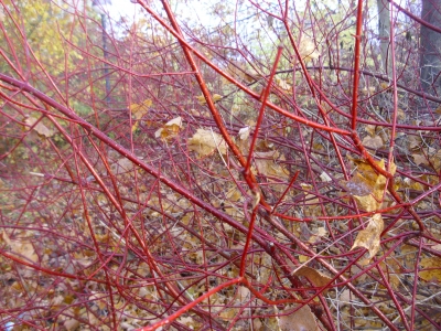 Sibirischer Hartriegel 10 unbewurzelte Stecklinge