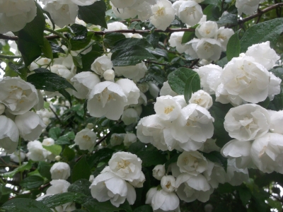 Bauernjasmin 10 unbewurzelte Stecklinge