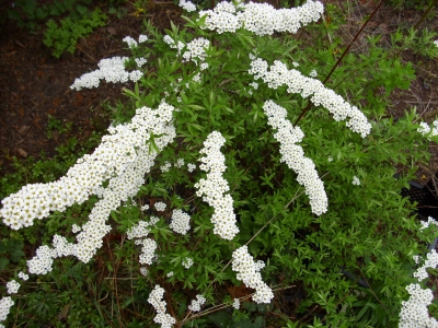 Pracht-Spiere 'Vanhoutei' 10 unbewurzelte Stecklinge