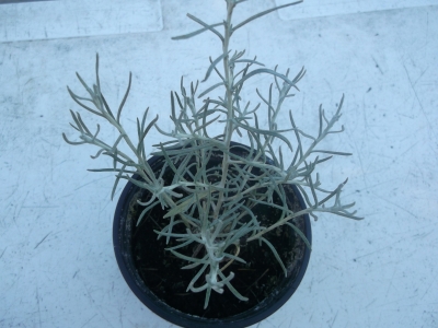 Currykraut Helichrysum italicum Samen