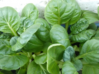 Asia Gemüse Mini Pak Choi Samen