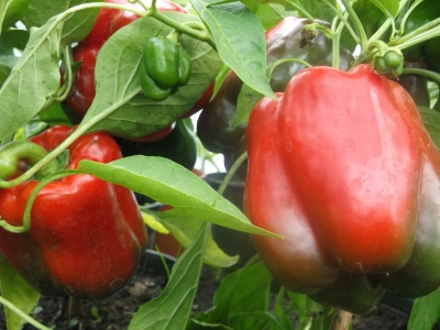 Polnischer Riesengemüsepaprika Pflanze