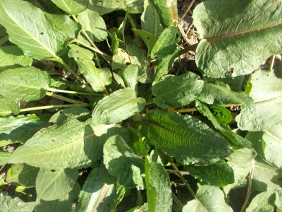 Großer Sauerampfer Rumex acetosa Samen