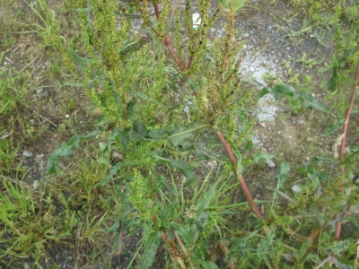 Großer Sauerampfer Rumex acetosa Samen