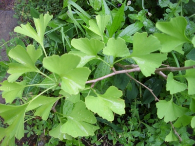 Gingkobaum Gingko biloba Pflanze