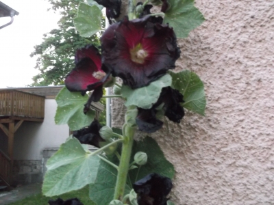 Schwarze Malve Alcea rosea Nigra Pflanze