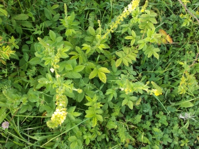 Kleiner Odermennig Agrimonia eupatoria Pflanze