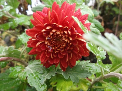 Chrysantheme,rot,großblumig,gefüllt 6 bewurzelte Stecklinge