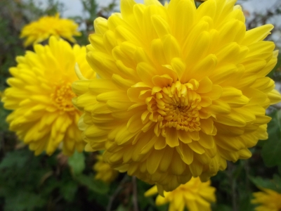 Chrysantheme Alec Bedser,gelb,großblumig,gefüllt 6 bewurzelte Stecklinge