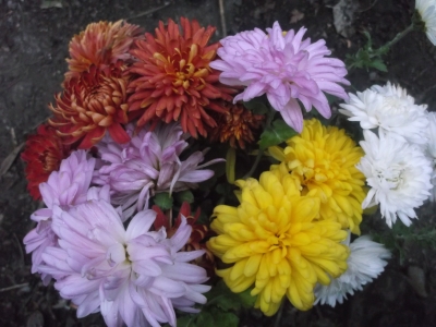 Chrysantheme,rot,rotgelb,weiss,rosa,bronze großblumig,gefüllt 100 bewurzelte Stecklinge