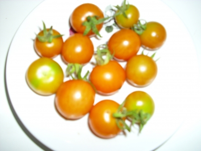 Wildtomate Urtomate Pflanze