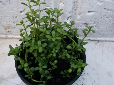 Brahmi Bacopa monnieri Pflanze