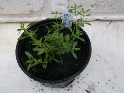 Bruchkraut Herniaria glabra Pflanze
