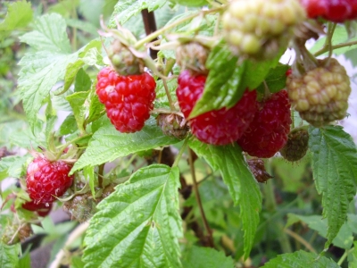 Himbeere Schönemann Pflanze