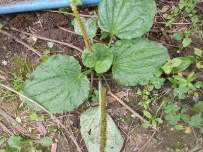 Breitwegerich Plantago major Samen