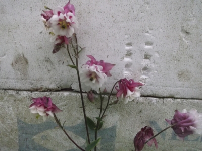 Akelei Aquilegia vulgaris plena 'Pink Petticoat' Samen