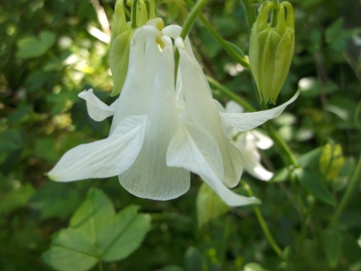 Akelei Aquilegia vulgaris Alba Weiße Wildakelei Samen