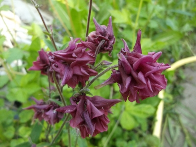 Akelei Barlow Dunkelrot gefüllt Aquilegia vulgaris Samen