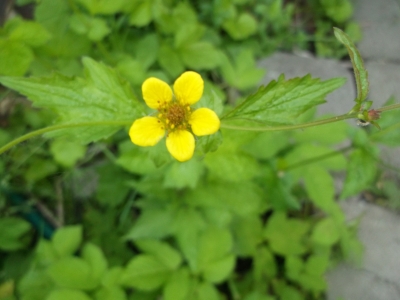 Echte Nelkenwurz Geum urbanum Samen