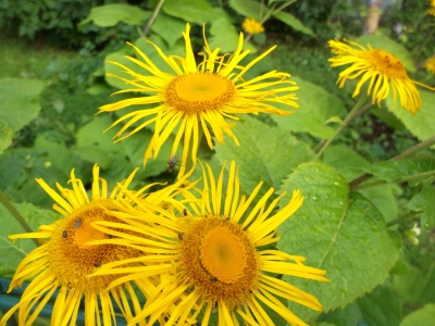 Alant Inula helenium Samen