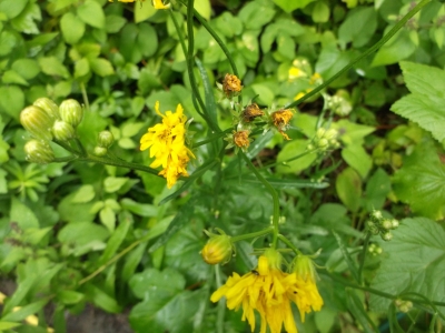 Wiesenpippau Samen