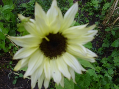 Sonnenblume Moonshadow Helianthus annus Samen