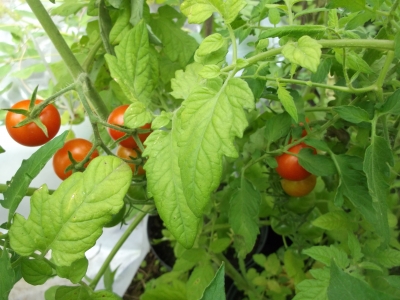 Tomate Zuckertraube Samen