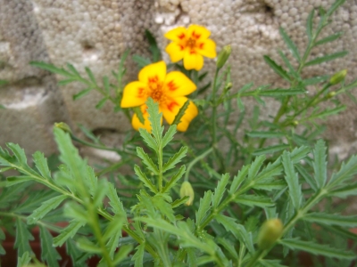 Gewürztagetes Orange Gem Pflanze