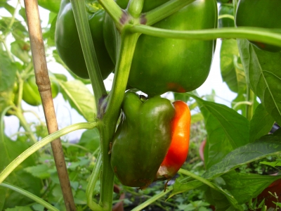 Riesengemüsepaprika aus Polen Samen