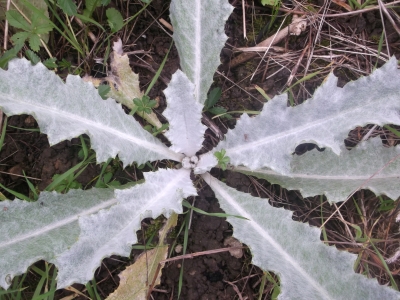 Eselsdistel Onopordum acanthium Krebsdistel Samen