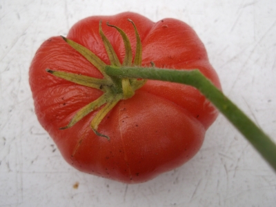 Tomate Petit Chocolate Samen