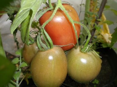 Tomate Purple Russian Samen