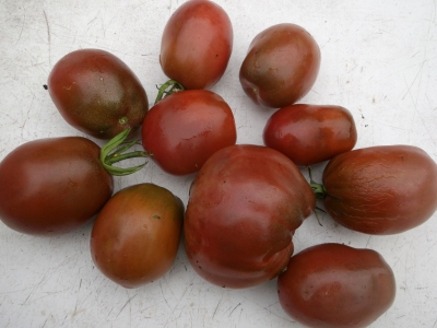 Tomate Purple Russian Samen