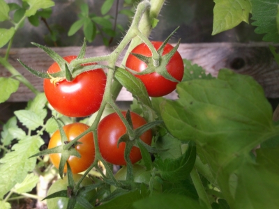 Tomate Rote Johannisbeertomate Samen